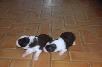 CHIOT
