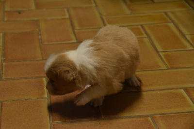 CHIOT 5