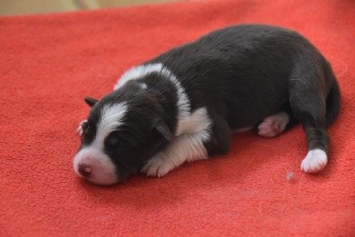 CHIOT