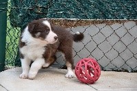 CHIOT