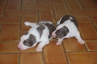 CHIOT