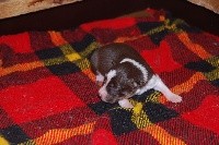 CHIOT