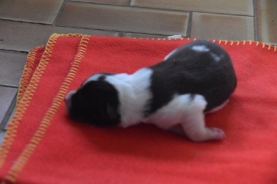 CHIOT
