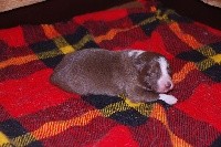 CHIOT
