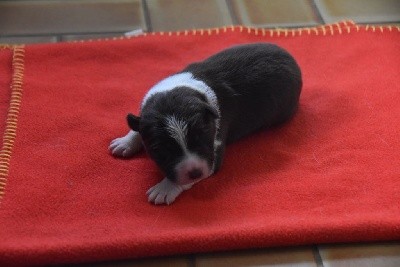 CHIOT
