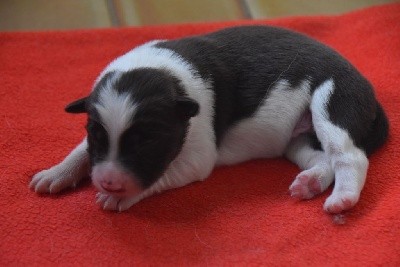CHIOT